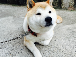 スタッフ日記（86）