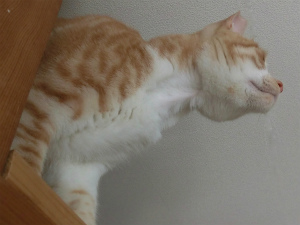 今週のトラオ「獲物」