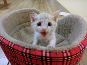 今週のトラオ「誕生日」