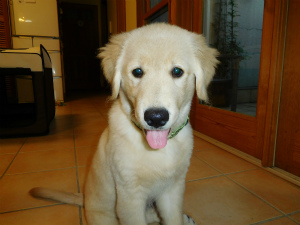 今週のトラオ＆アイビー「今日この頃」