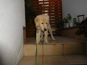 今週のアイビー「お散歩」