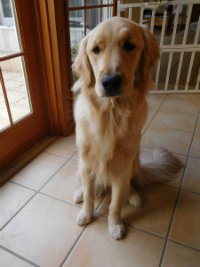 今週のアイビー「負傷」