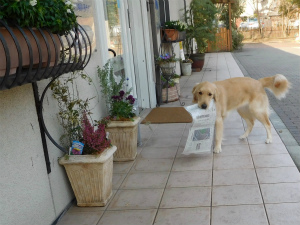 今週のアイビー「アイビーは？復活」