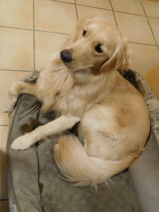 今週のアイビー「大根役者？」