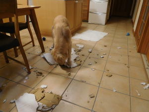 今週のアイビー「恨めしい梅雨空？」