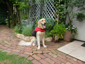 今週のアイビー「プール開き」