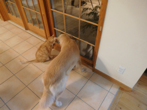 今週のトラオ「覚醒？」