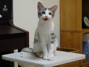 今週のミケりん「成長」