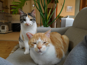 今月のミケ＆トラ「誕生日」