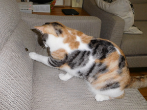 今月のミケ＆トラ「ハンティング」