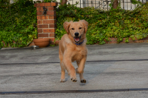 今月のアイビー＆サニー「脱出大作戦」