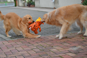 今月のアイビー＆サニー「ハカイダー」