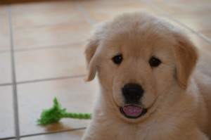 今週のアイビー「はじめまして」