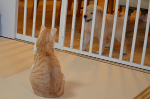 今週のトラオ＆アイビー「距離」