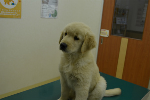 今週のアイビー「ワクチン」