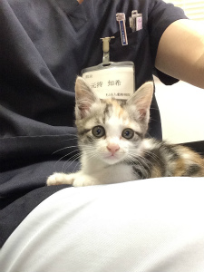 今月のミケ＆トラ「子猫」