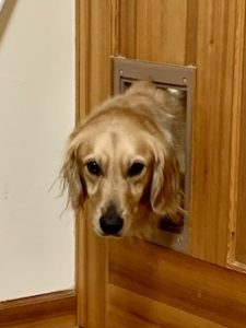 院長のつぶやき「今月のみんな３月・・・私も含めて」