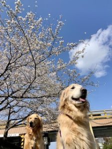 院長のつぶやき「今月のみんな３月・・・私も含めて」
