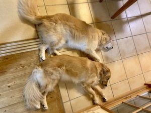 院長のつぶやき「今月のみんな７月・・・私も含めて」