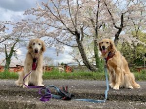 院長のつぶやき「今月のみんな４月・・・私も含めて」