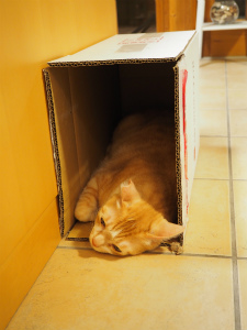 今週のミケ＆トラ「お家」