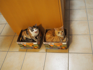 今週のトラ＆ミケ「お家パート２」