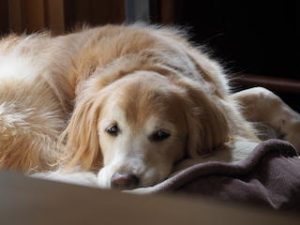 院長のつぶやき「今月のみんな４月・・・私も含めて」