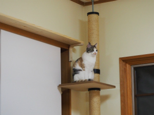 今月のミケ＆トラ「居場所」