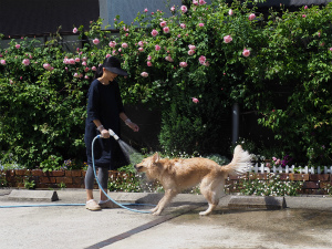今週のアイビー「水浴び」