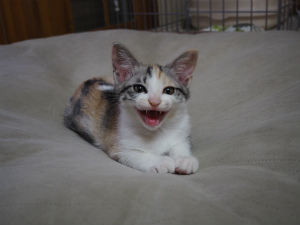 今週のトラオ「受難」