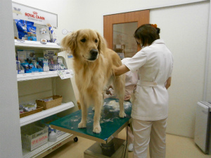 今週のアイビー「サマーカット」