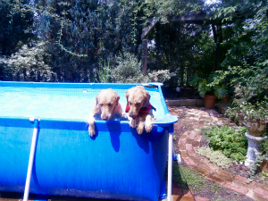 今月のアイビー＆サニー「プール開き」