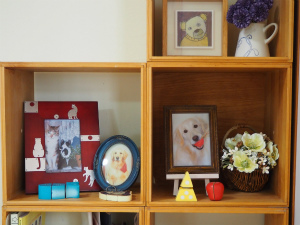 今週のアイビー「プール開き」