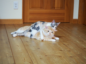 今週のミケりん「やっと・・・」