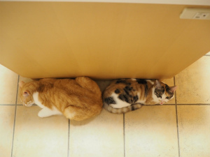 今週の我が家の動物たち「ツーショット」