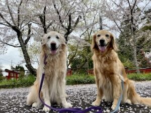 院長のつぶやき「今月のみんな４月・・・私も含めて」